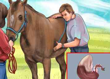Sådan ved du, om din hest er syg 12 trin (med billeder)
