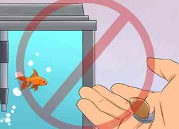 Cómo curar Flukes en Goldfish (con fotos)