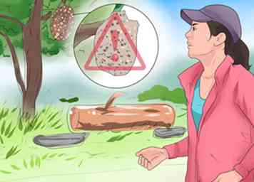 3 maneras de curar las picaduras de insectos