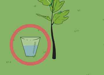 Sådan bestemmer du, hvor meget vandplanter har brug for 15 trin