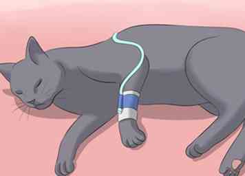 Cómo diagnosticar la insuficiencia renal en gatos (con imágenes)