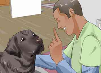 Comment rendre votre Labrador Retriever plus heureux 14 étapes