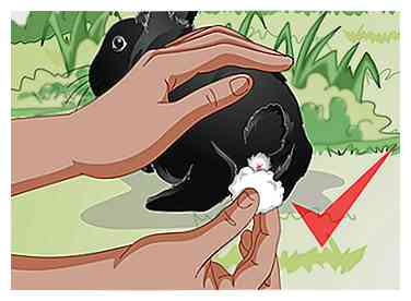 Asesoramiento aprobado por un veterinario sobre cómo alimentar a un conejo salvaje