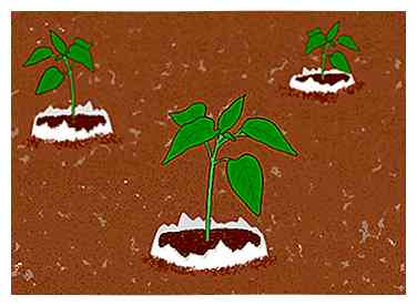 3 maneras de fertilizar el suelo con cáscaras de huevo