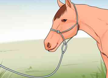 Cómo hacer una cuerda de plomo para tu caballo (con fotos)