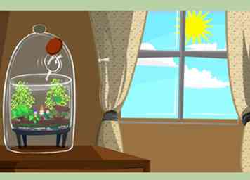 3 måder at lave et terrarium på