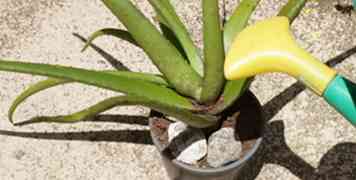 Hoe Aloe Vera Te Planten Met Afbeeldingen Antwoorden Op Al Uw