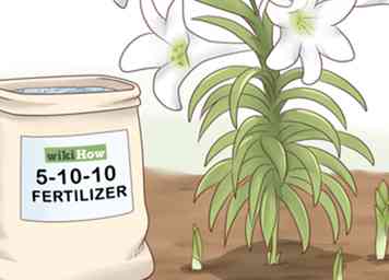 Sådan Plantes Påske Lilies 13 trin (med billeder)