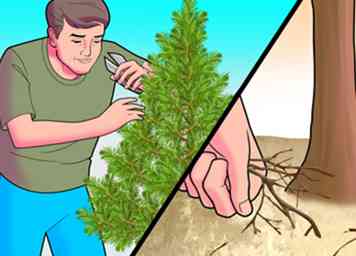 Cómo plantar árboles de pino (con fotos)
