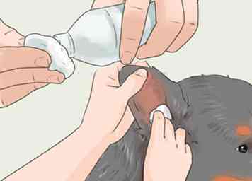 Comment soigner un chien de montagne bernois (avec des photos)