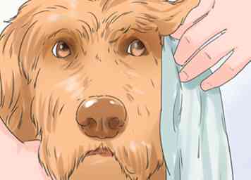 4 façons de soigner un labradoodle enduit de molleton