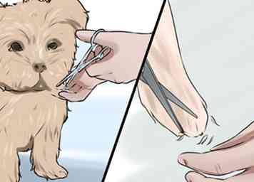 3 manieren om een ​​Morkie-hond te verzorgen