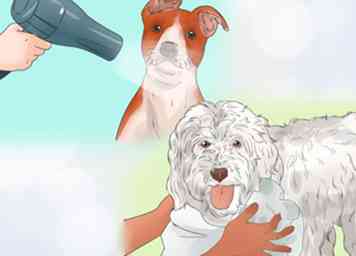3 façons de soigner un chien à poil mince