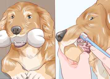 Comment soigner votre chien à la maison entre les toilettages professionnels