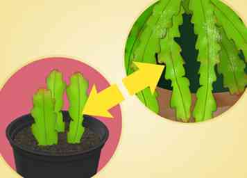 Hvordan dyrkes Epiphyllum Cactus (med billeder)