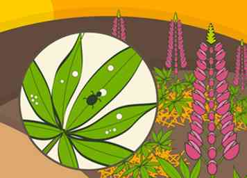 Hvordan dyrkes lupin blomster (med billeder)