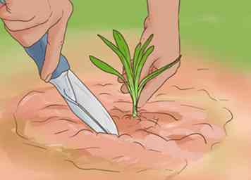 Cómo cultivar plantas perennes de semillas (con fotos)