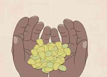 Hvordan man dyrker pistacienødder 12 trin (med billeder)