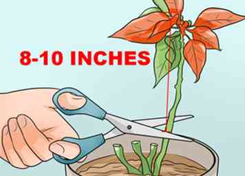 Comment faire pousser des poinsettias (avec des photos)