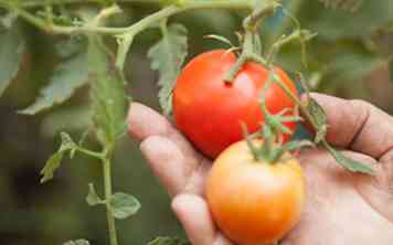 Cómo cultivar tomates en un invernadero (con fotos)