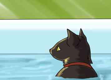 Cómo evitar que sus mascotas se sobrecalienten 10 pasos