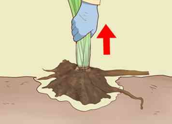 Hoe Cattails te oogsten 11 stappen (met afbeeldingen)