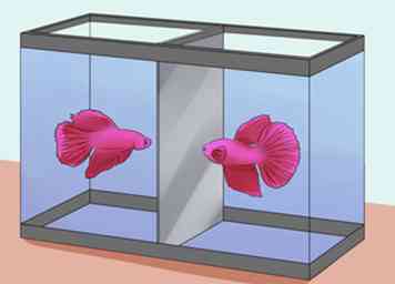 Wie man einem Betta Fisch länger leben kann (mit Bildern)