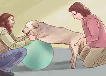 Sådan hjælper du din hund gennem fysioterapi 6 trin