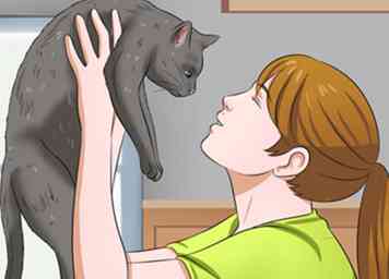 Sådan hugger du en kat 10 trin (med billeder)