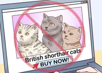 3 façons d'identifier un chat britannique à poil court