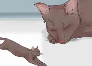 Hoe een Havana Brown Cat te identificeren 11 stappen (met afbeeldingen)
