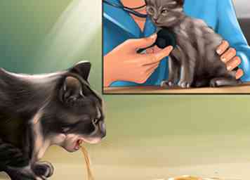 Hvordan man identificerer og behandler leverskud i katte 10 trin