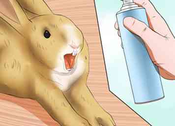 Sådan introducerer kaniner 10 trin (med billeder)