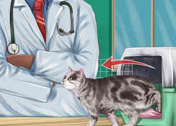 Cómo hacer que las visitas a los veterinarios sean menos estresantes para su gato 14 pasos