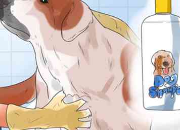 Comment soigner un chien avec Parvo (avec photos)