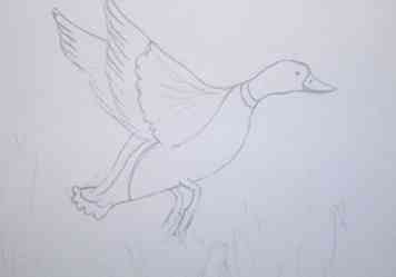 Hvordan male et vandfuglestempel i akvarel 12 trin