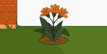 Cómo plantar Bush Lily (con fotos)