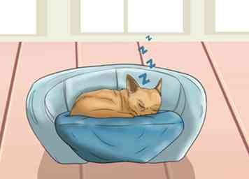 3 måder at lege med en Chihuahua