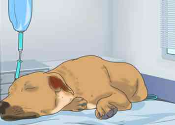 Hoe Canine infectieuze hepatitis te voorkomen 9 stappen