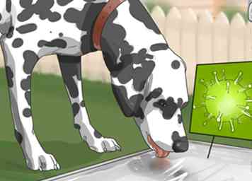 3 måder at forebygge hundens leptospirose