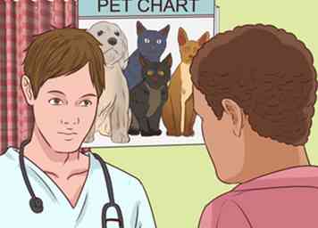Cómo prevenir los celos en las mascotas actuales al obtener un nuevo perro