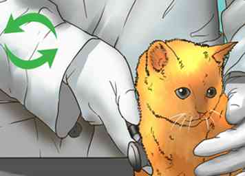 3 maneras de prevenir la enfermedad renal en gatos