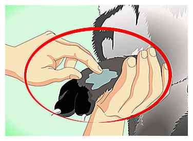 Wie man trockene Haut auf Katzen loswerden - Gunook