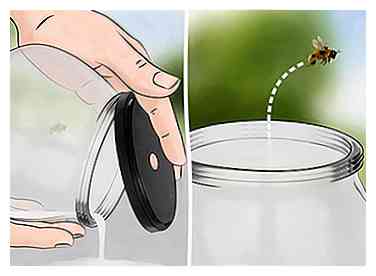 3 Möglichkeiten, eine Biene aus dem Haus zu bekommen