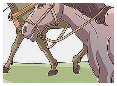 Cómo acostumbrar a su caballo a una atmósfera de espectáculo 10 pasos