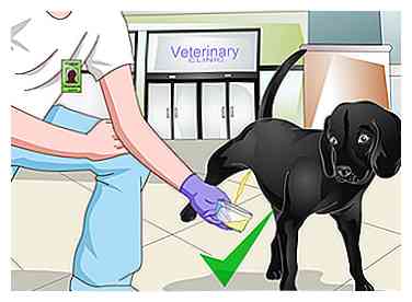 Cómo obtener una muestra de orina de un perro macho 12 pasos
