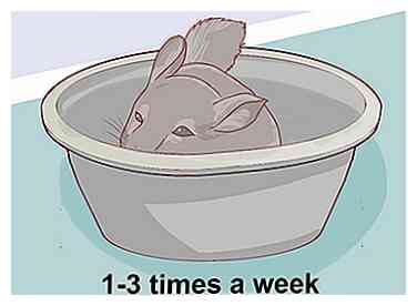 3 maneras de darle a la chinchilla un baño de polvo