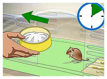 Hoe een Gerbil een zandbad te geven 8 stappen (met afbeeldingen)