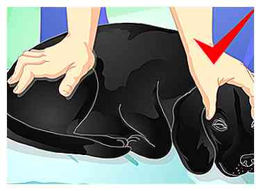 Wie Sie Ihrem Hund eine Massage geben können: 14 Schritte (mit Bildern)