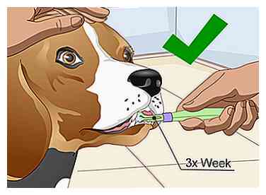 3 manieren om een ​​beagle te verzorgen